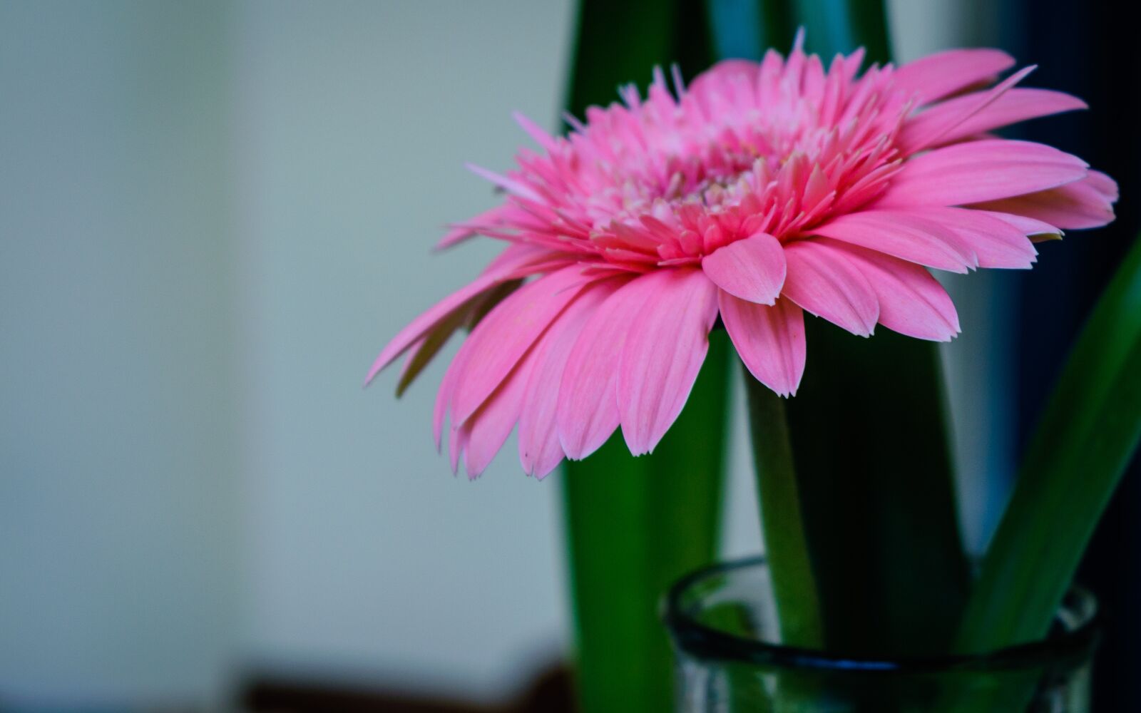 Nikon D5300 sample photo. Flower, beauty, beautiful flower photography