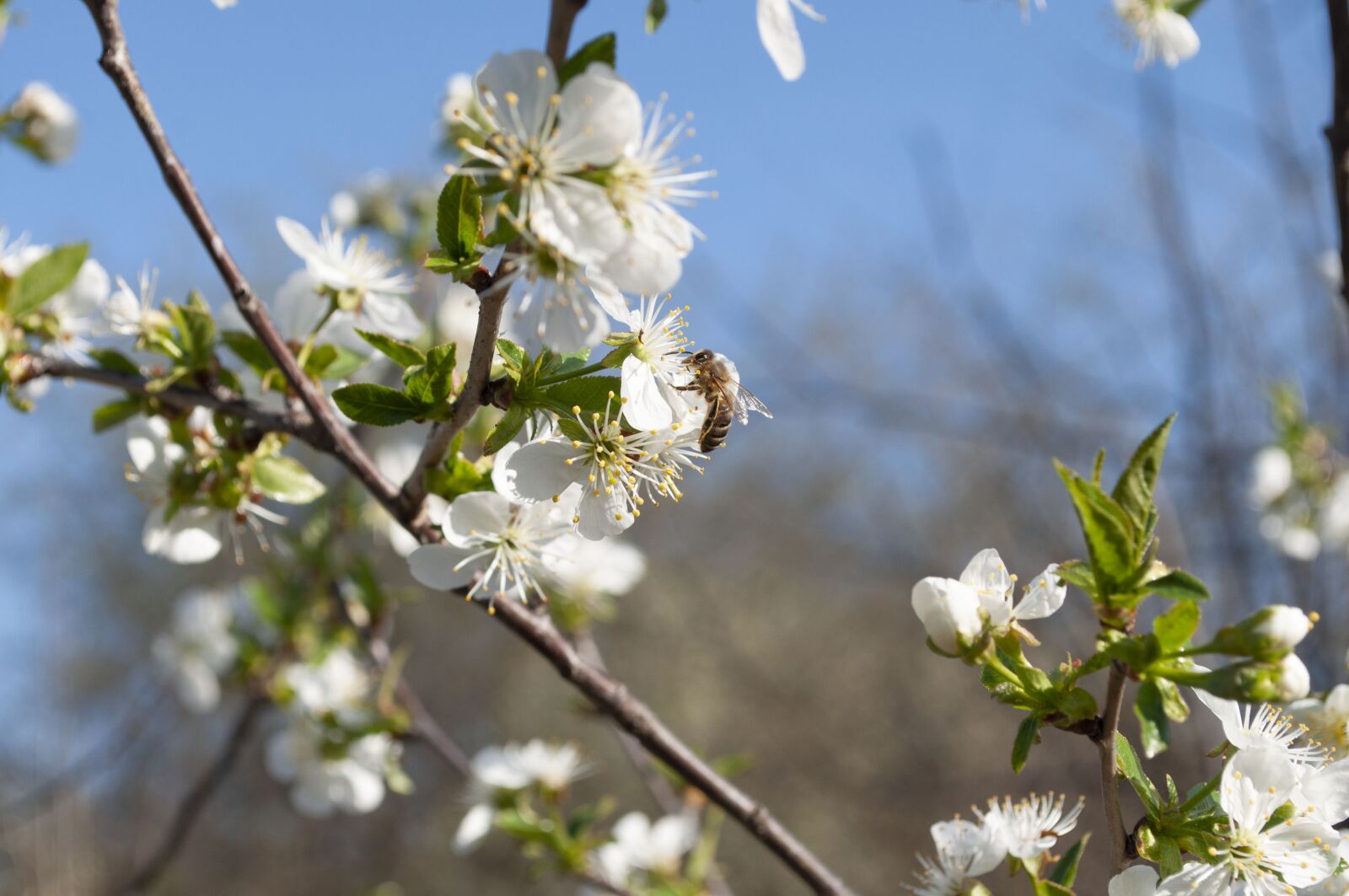 Nikon D90 sample photo. Nature, bee, bees photography