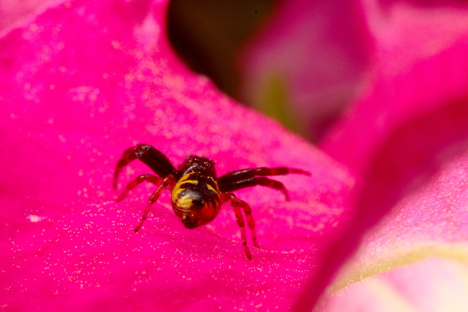 Canon EOS 1300D (EOS Rebel T6 / EOS Kiss X80) sample photo. Spider, flower, insects photography
