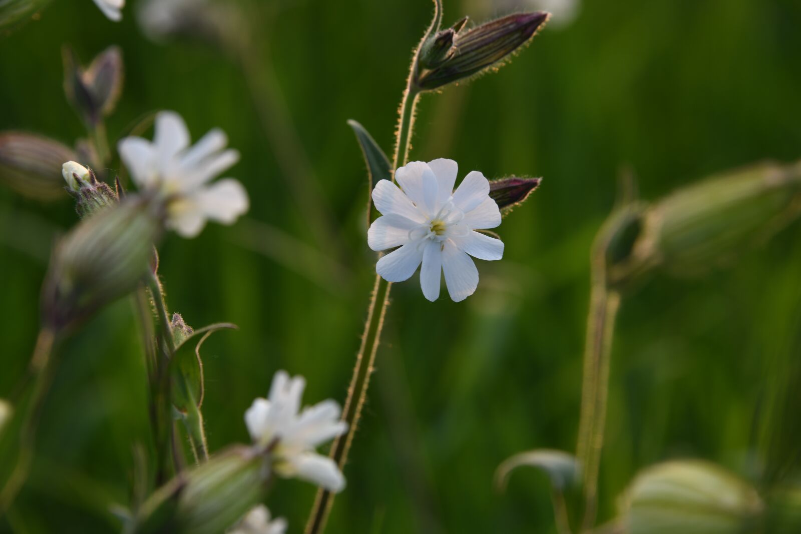 Nikon D850 sample photo. Flower, white, champion photography