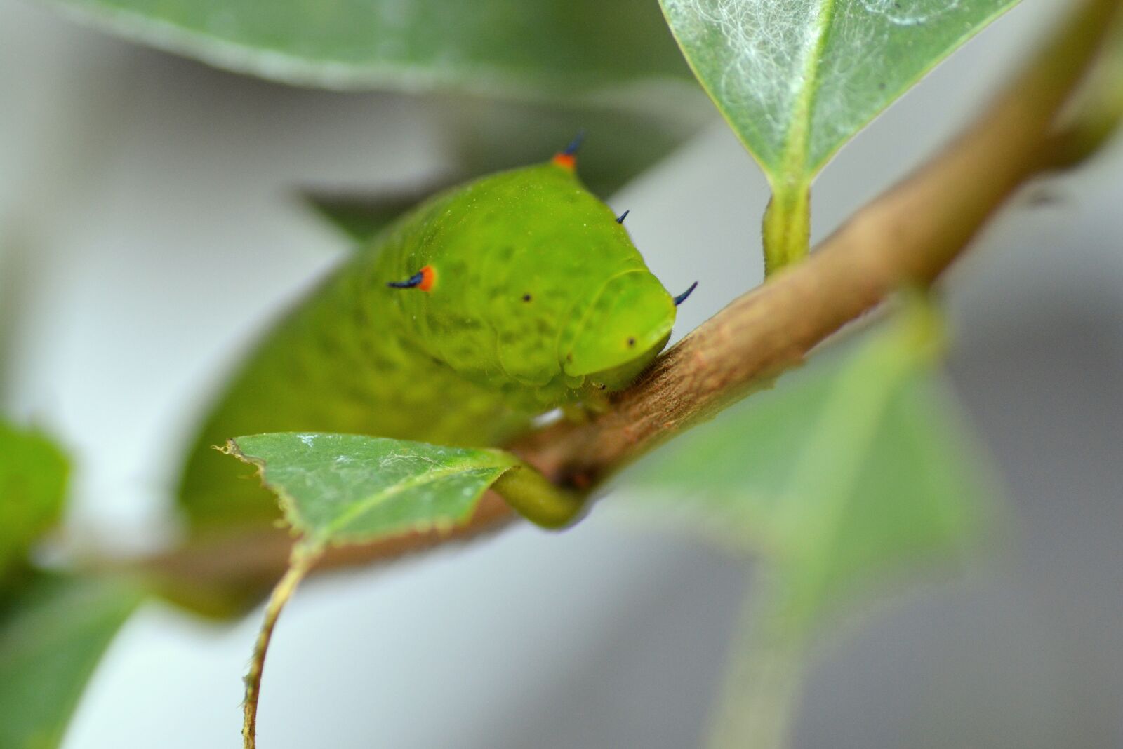 Nikon D5200 sample photo. Caterpillar, green, larva photography