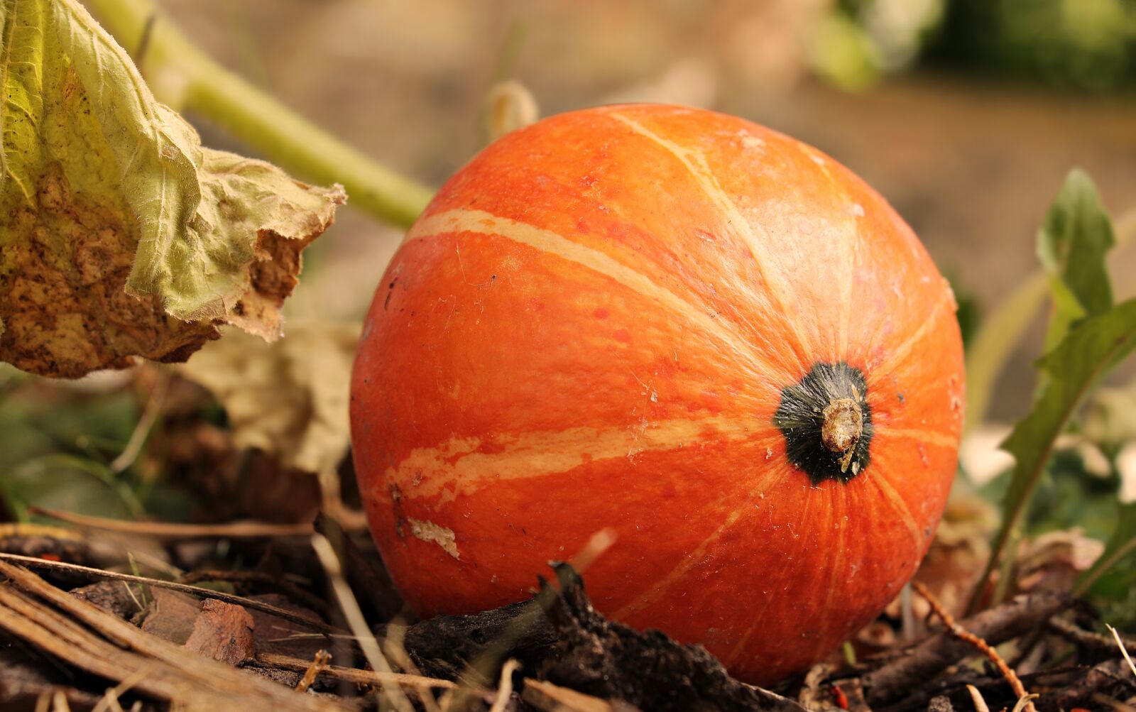 Canon EOS 100D (EOS Rebel SL1 / EOS Kiss X7) sample photo. Pumpkin, kabocha, squash photography