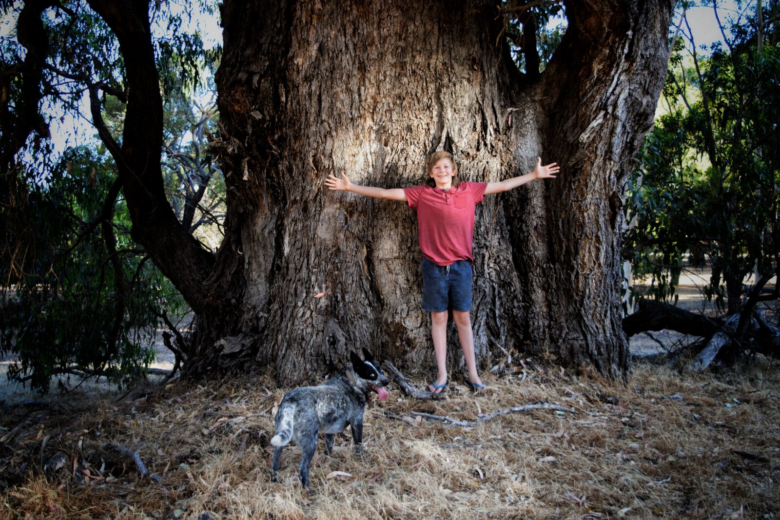 Nikon D3300 sample photo. Tree, giant, tuart photography