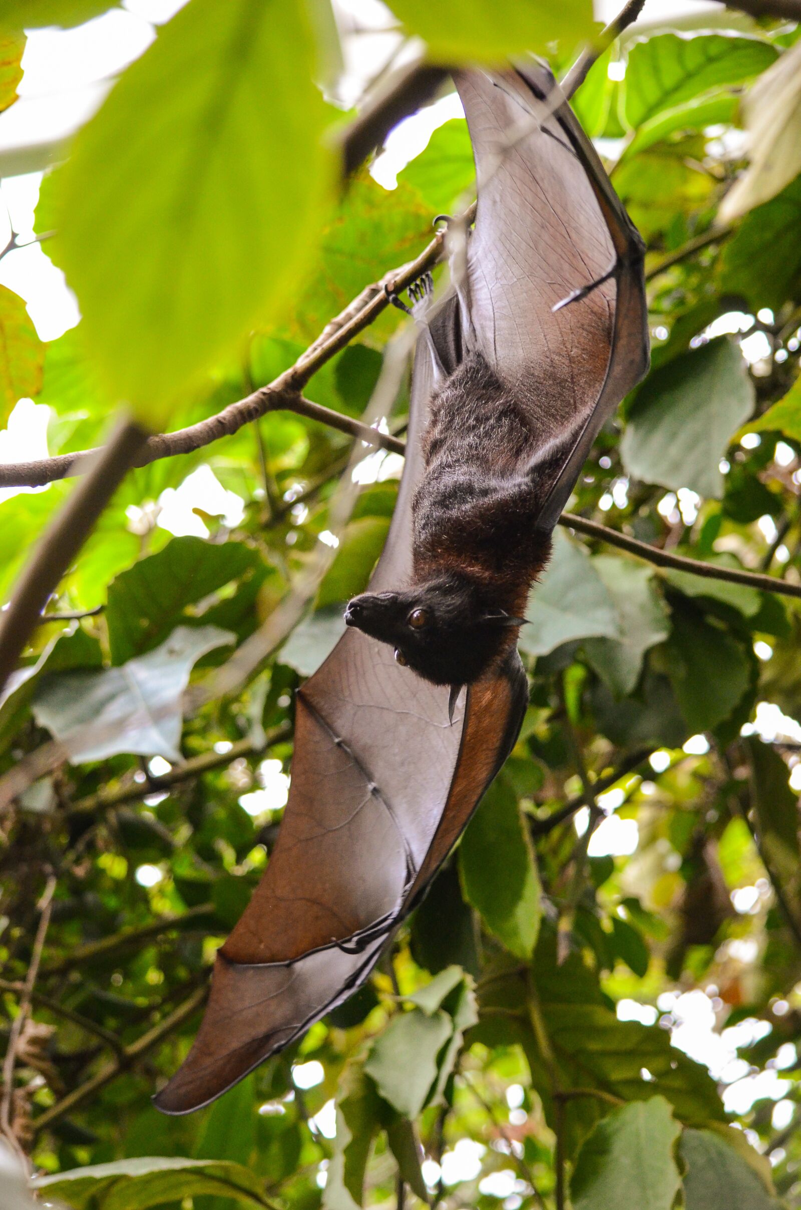 Nikon D5100 sample photo. Flying dog, bat, fruits photography