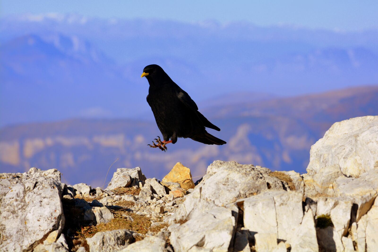 Nikon D7100 sample photo. Merlo, bird, mountain photography