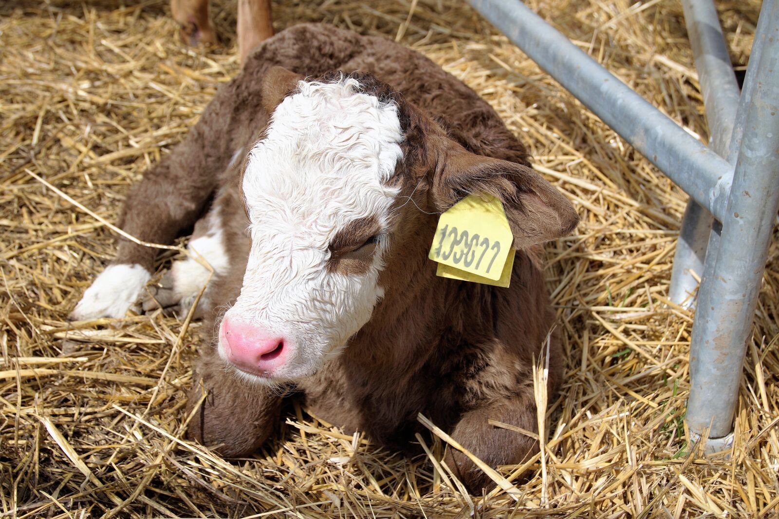 Sony SLT-A58 sample photo. Cow, calf, pet photography