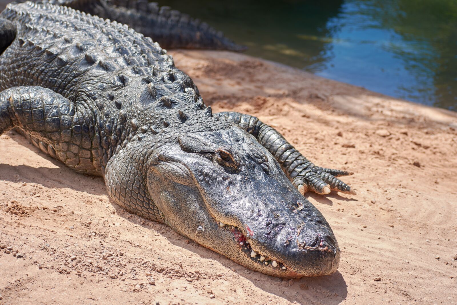 Nikon AF-P DX NIKKOR 70-300mm f/4.5-6.3G ED VR sample photo. Crocodile, alligator, dangerous photography