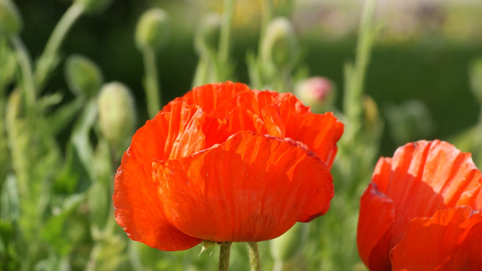 Sony Alpha DSLR-A230 sample photo. Poppy flower, schlo park photography