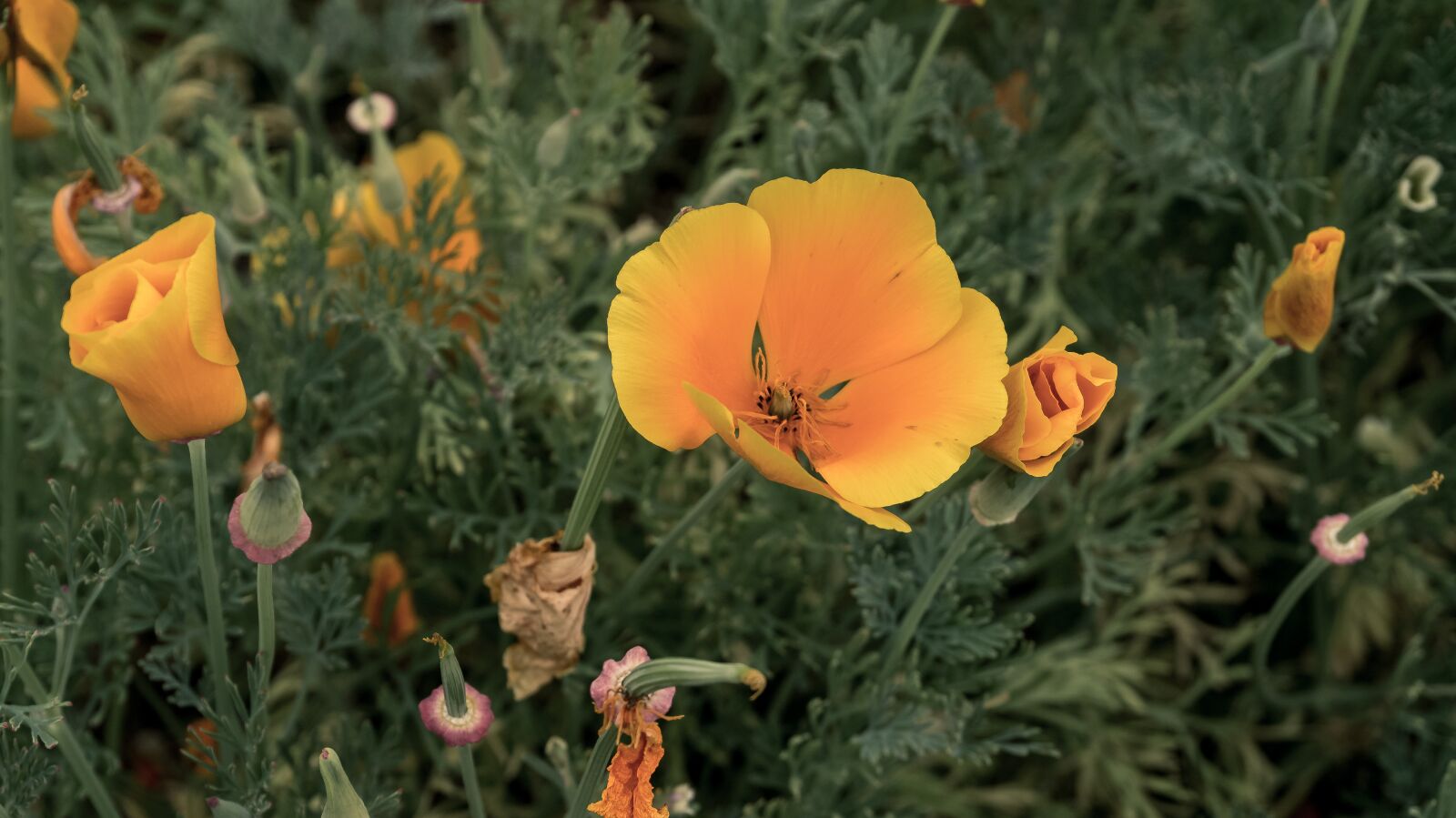 Sony Alpha a5000 (ILCE 5000) sample photo. Flower, blossom, bloom photography