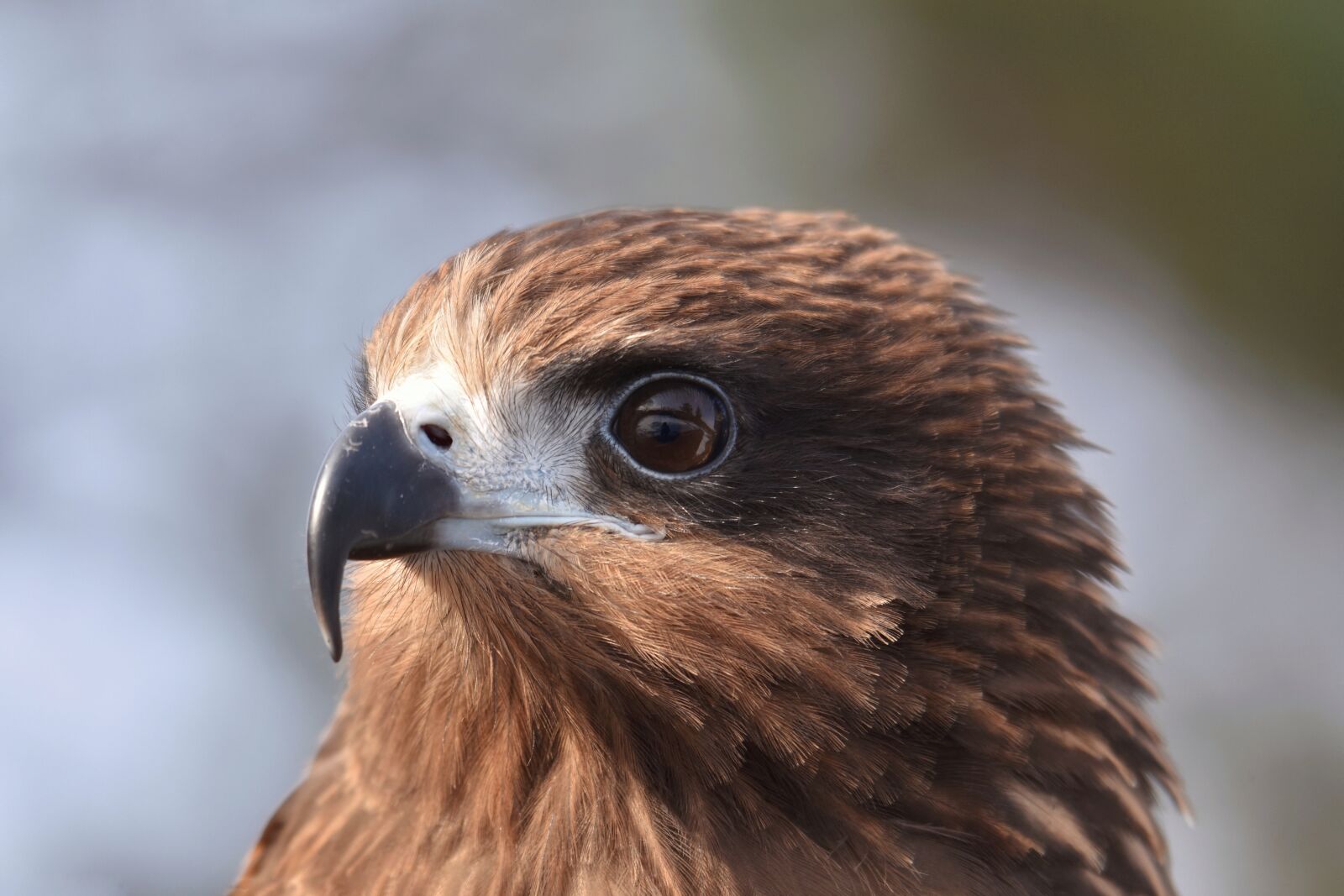 Nikon D7200 sample photo. Animal, bird, wild birds photography
