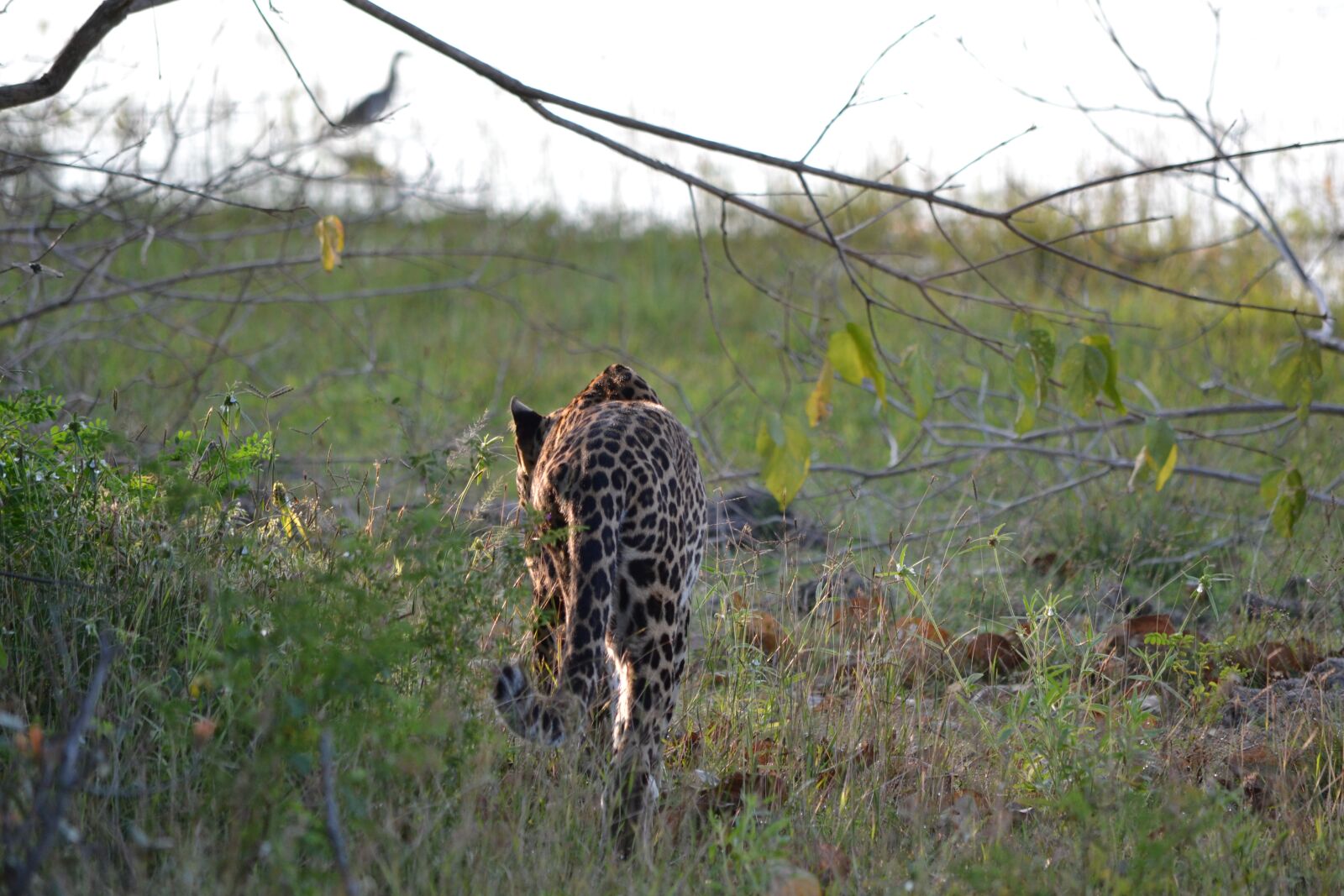 Nikon D3100 sample photo. Leopard, sri lanka, wildlife photography