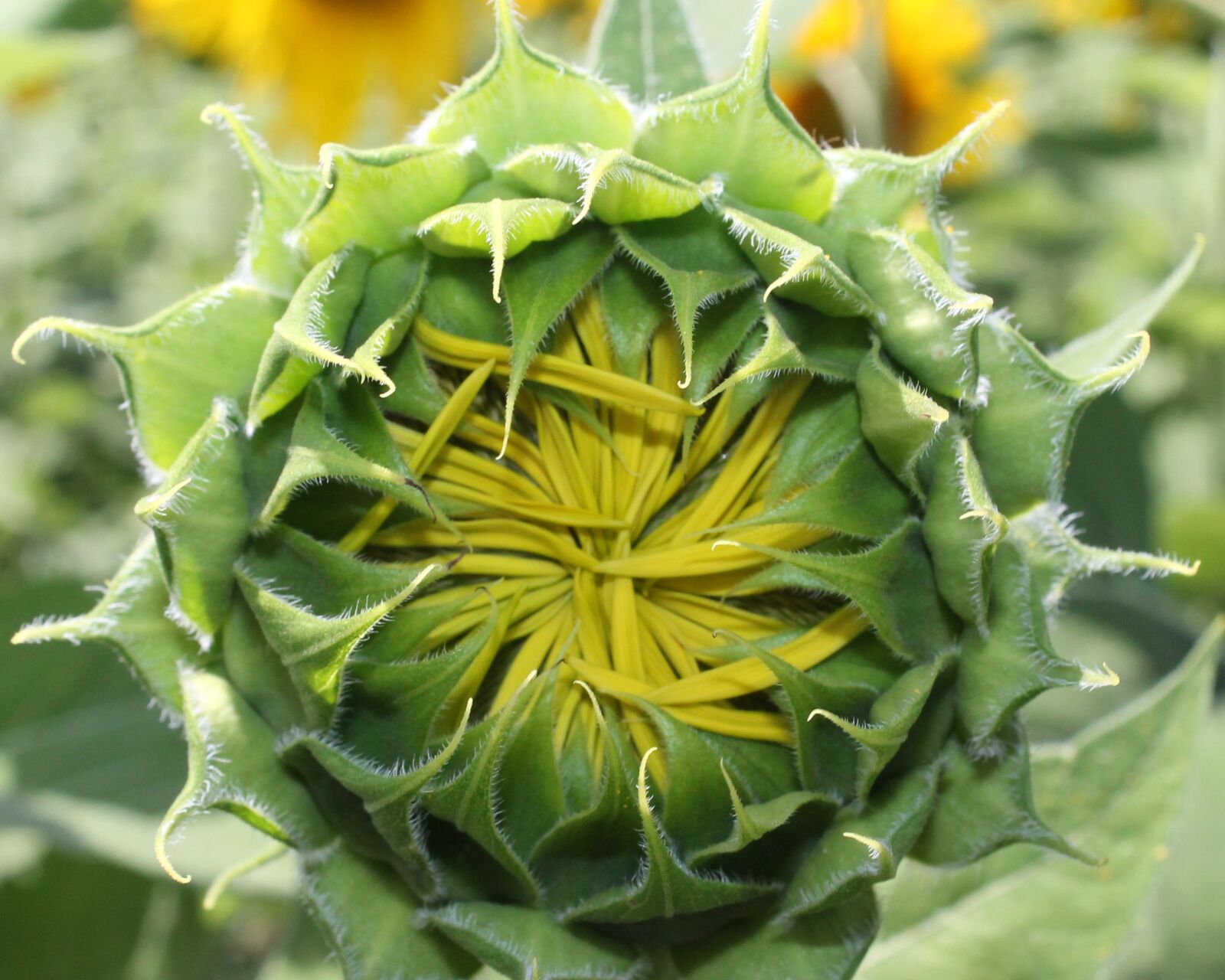 Canon EOS 1100D (EOS Rebel T3 / EOS Kiss X50) sample photo. Sunflower, flower, bud photography