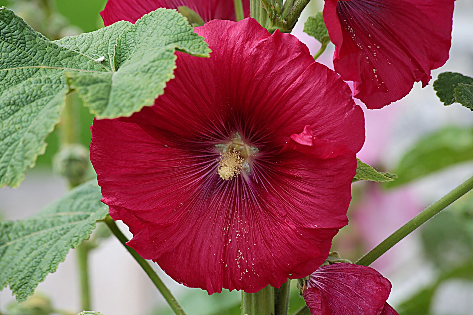 Canon EOS 5D Mark III sample photo. Flower, red, red flower photography