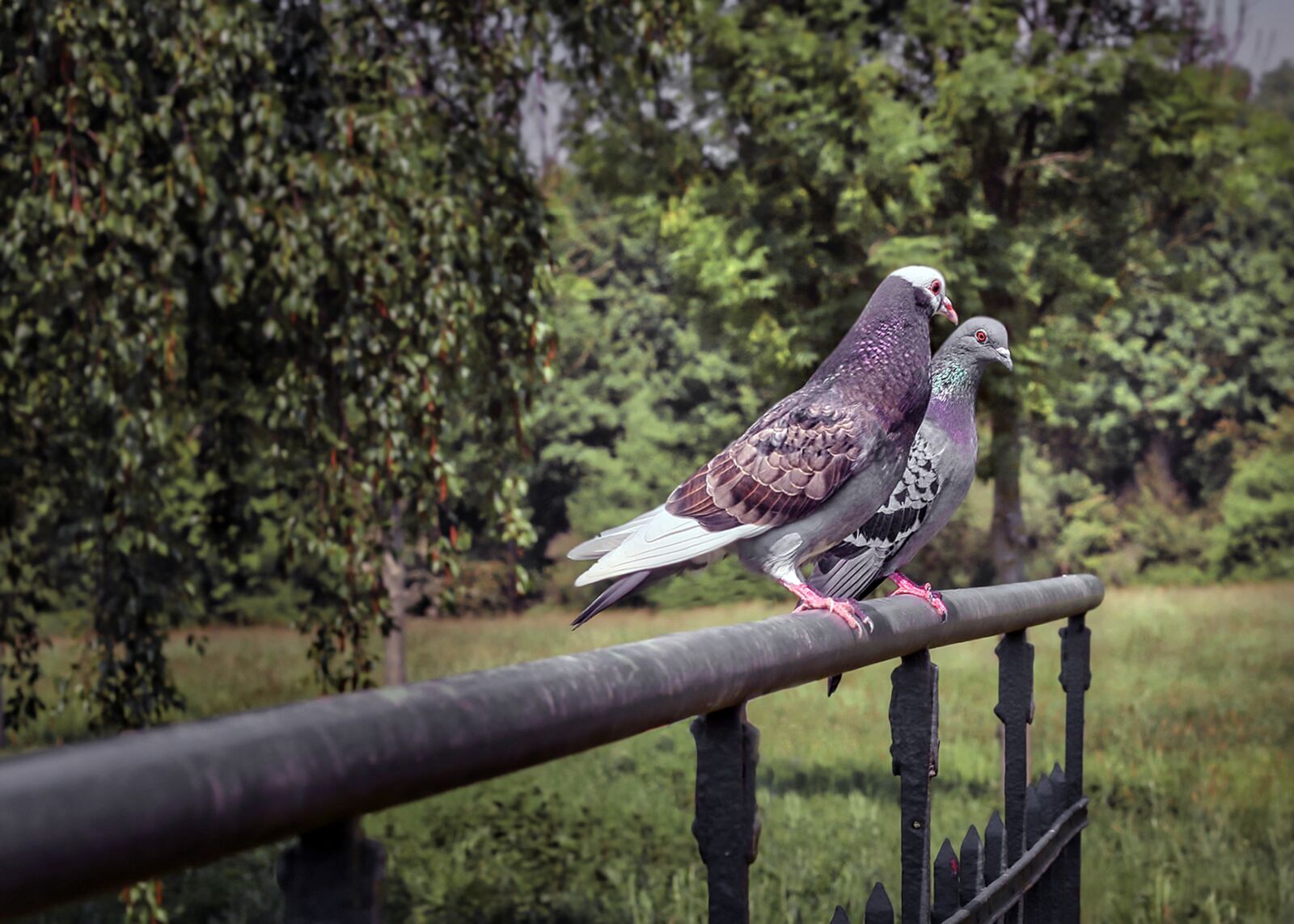 Canon EOS 70D + Canon EF 50mm F1.8 STM sample photo. Pigeons, bird, wildfowl photography