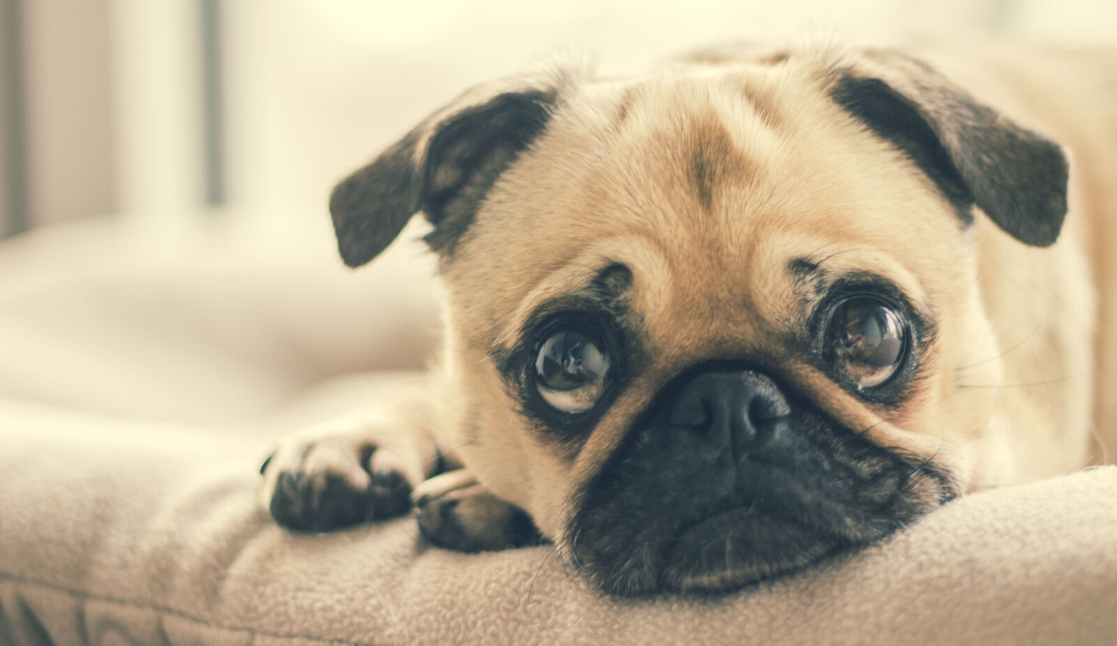 Canon EOS 60D + Canon EF 50mm F1.8 II sample photo. Adorable, animal, breed, canine photography