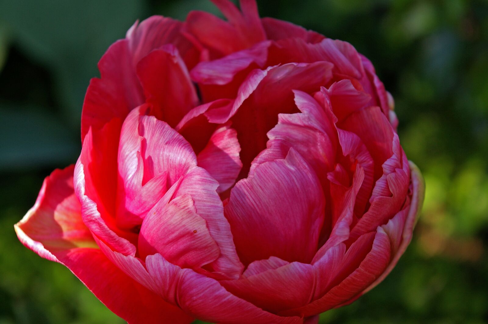 Pentax *ist DL2 sample photo. Tulips, red, flower photography