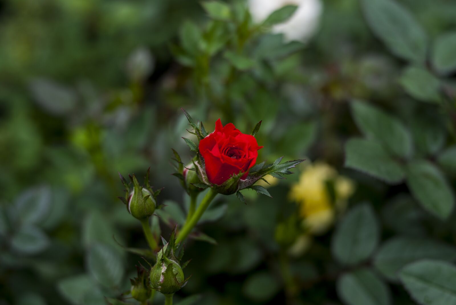 Nikon D60 sample photo. Pink mini, flower, nature photography