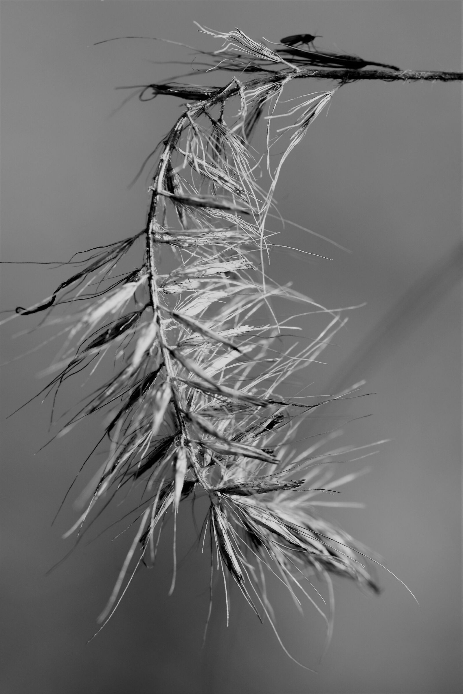 Nikon D5500 sample photo. Grass, close up, black photography