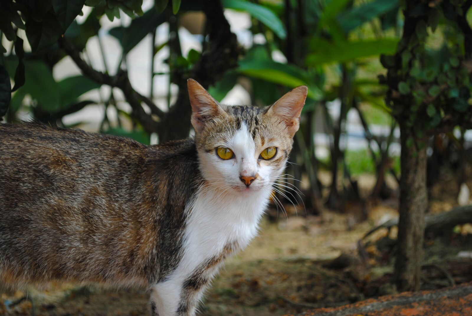 Nikon D3000 sample photo. Cat, animal, kitten photography