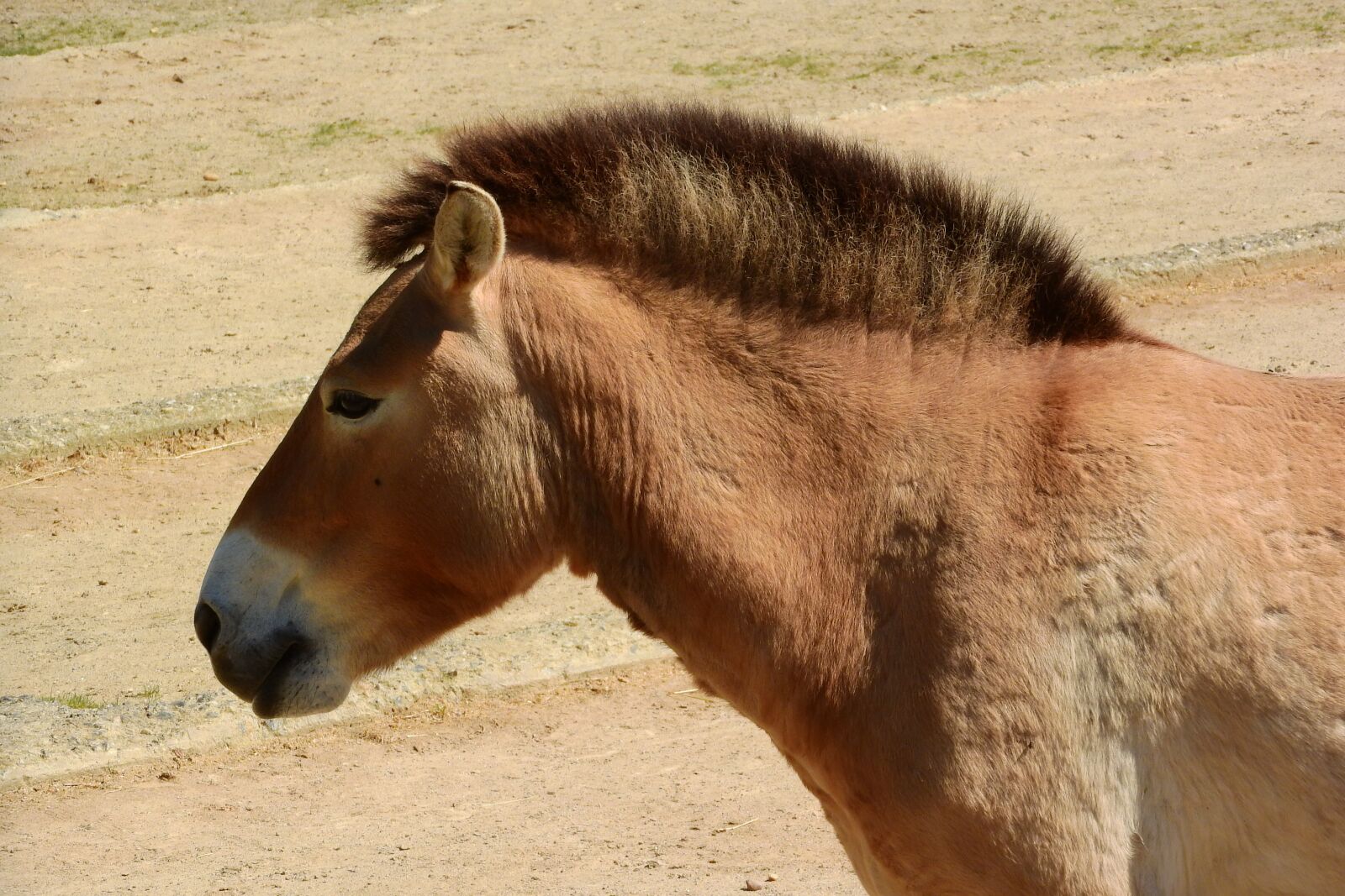 Nikon Coolpix P610 sample photo. Przewalski's horse, mare, head photography