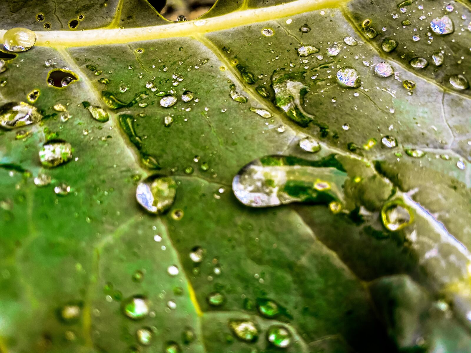 Apple iPhone 11 Pro + iPhone 11 Pro back triple camera 4.25mm f/1.8 sample photo. Leaf, raindrop, garden photography