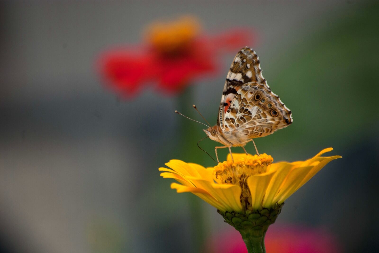 Samsung/Schneider D-XENON 50-200mm F4-5.6 sample photo. Nature, butterfly, insects photography