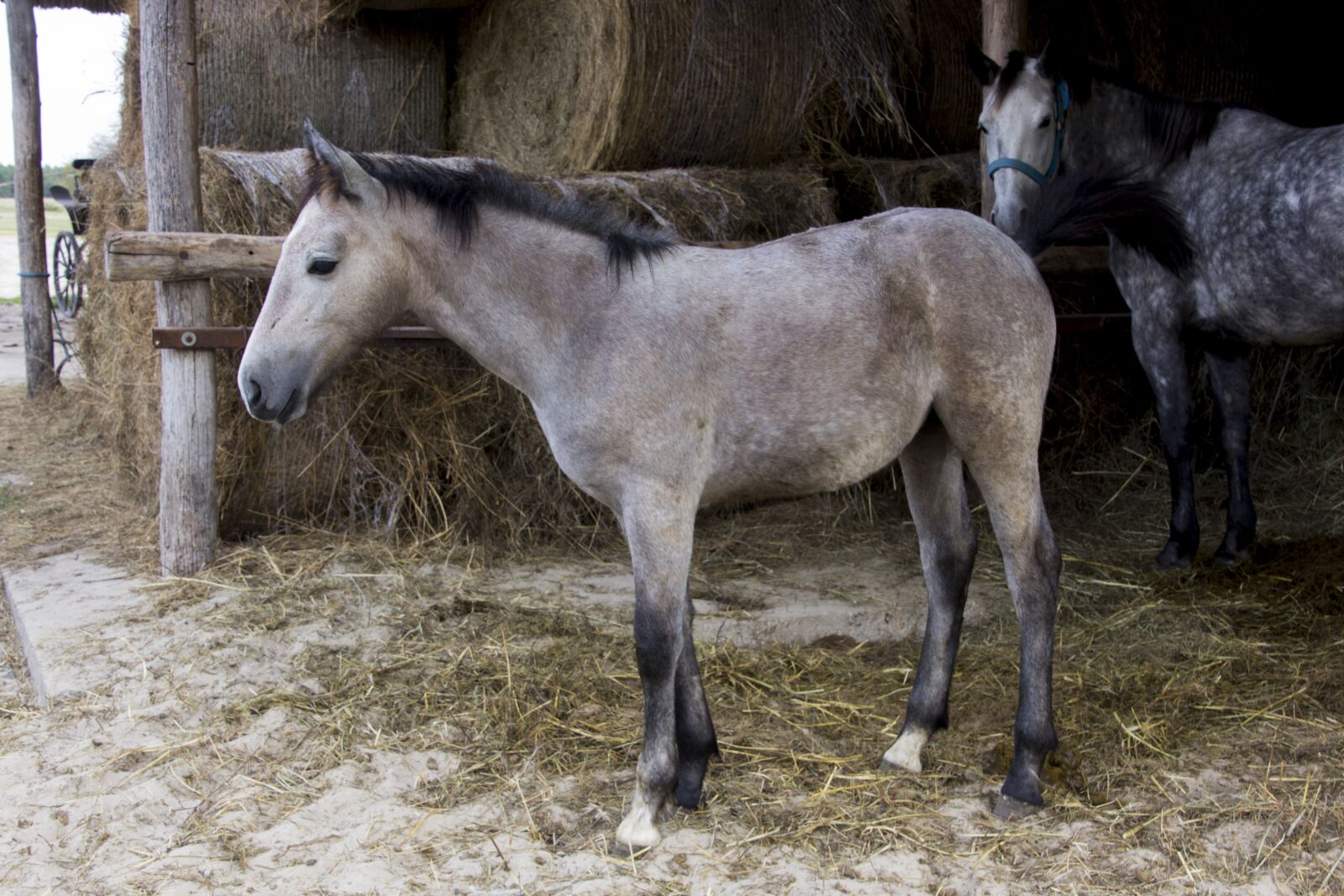 Canon EOS 60D sample photo. Hungary, horse, folen photography