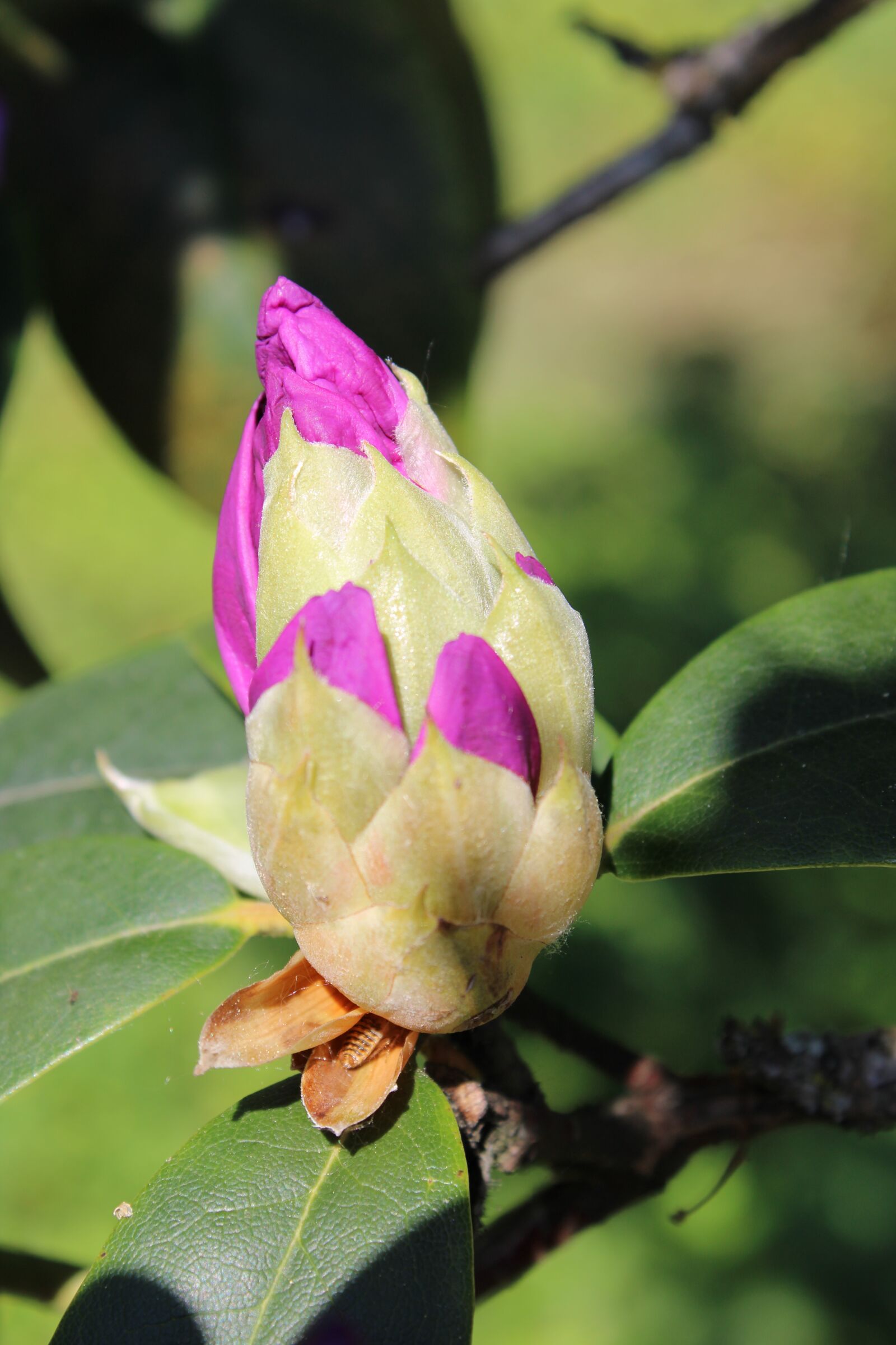 Canon EOS 2000D (EOS Rebel T7 / EOS Kiss X90 / EOS 1500D) sample photo. Rhododendron, rhododendron buds, rhododendron photography