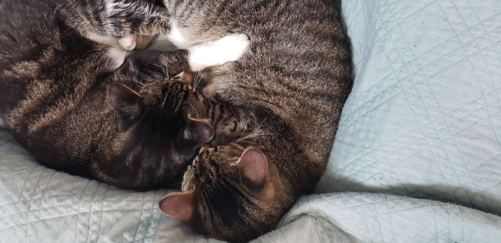 Samsung Galaxy S9 sample photo. Cats, kitty, cat hug photography