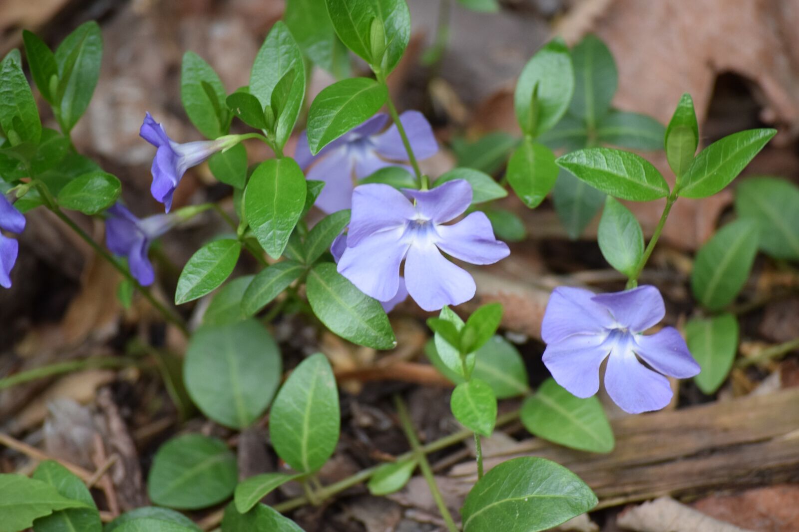 Nikon D3300 sample photo. Flower, flowers, spring photography