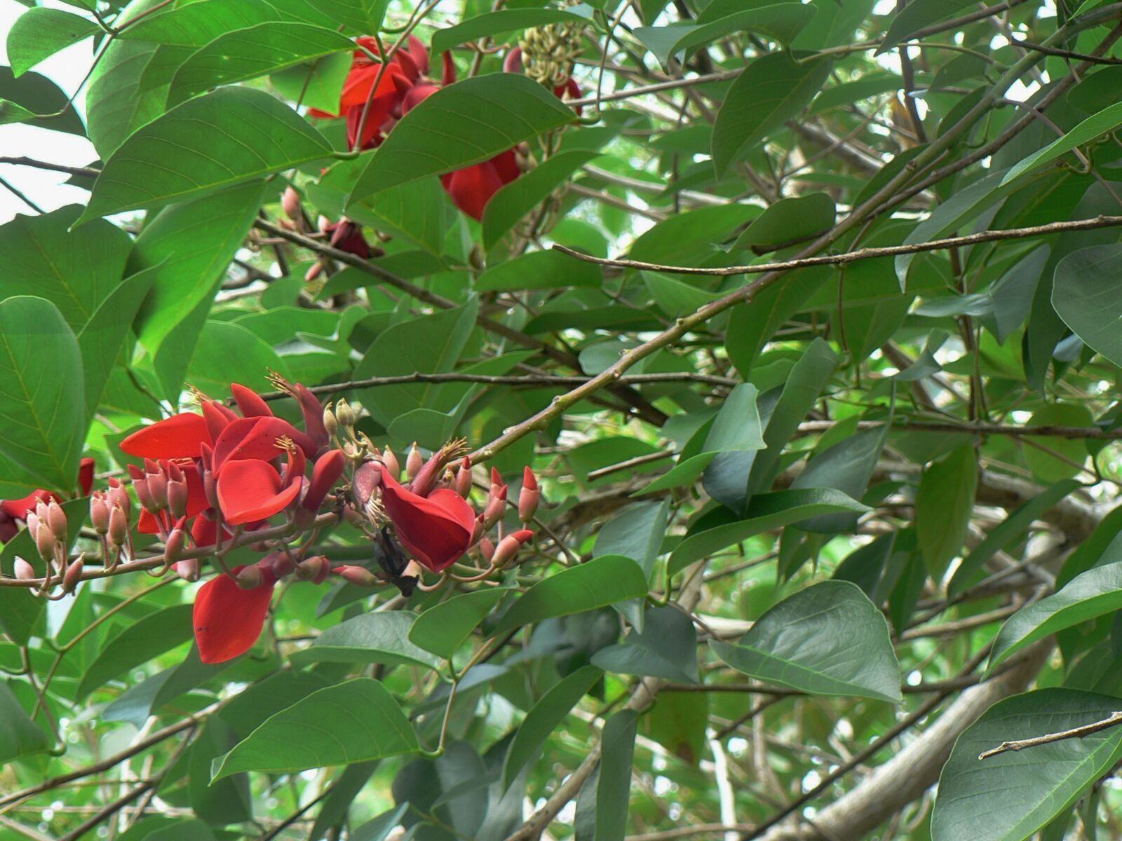 Panasonic DMC-FZ5 sample photo. Flower, red, cluster photography