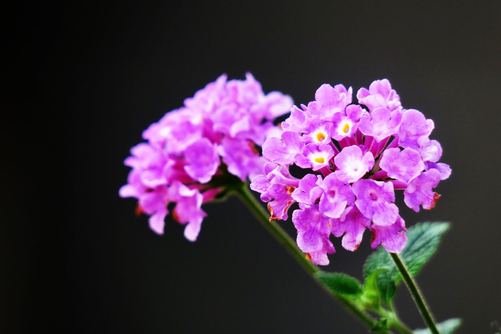 Canon PowerShot G3 X sample photo. Flower, nature, plant photography