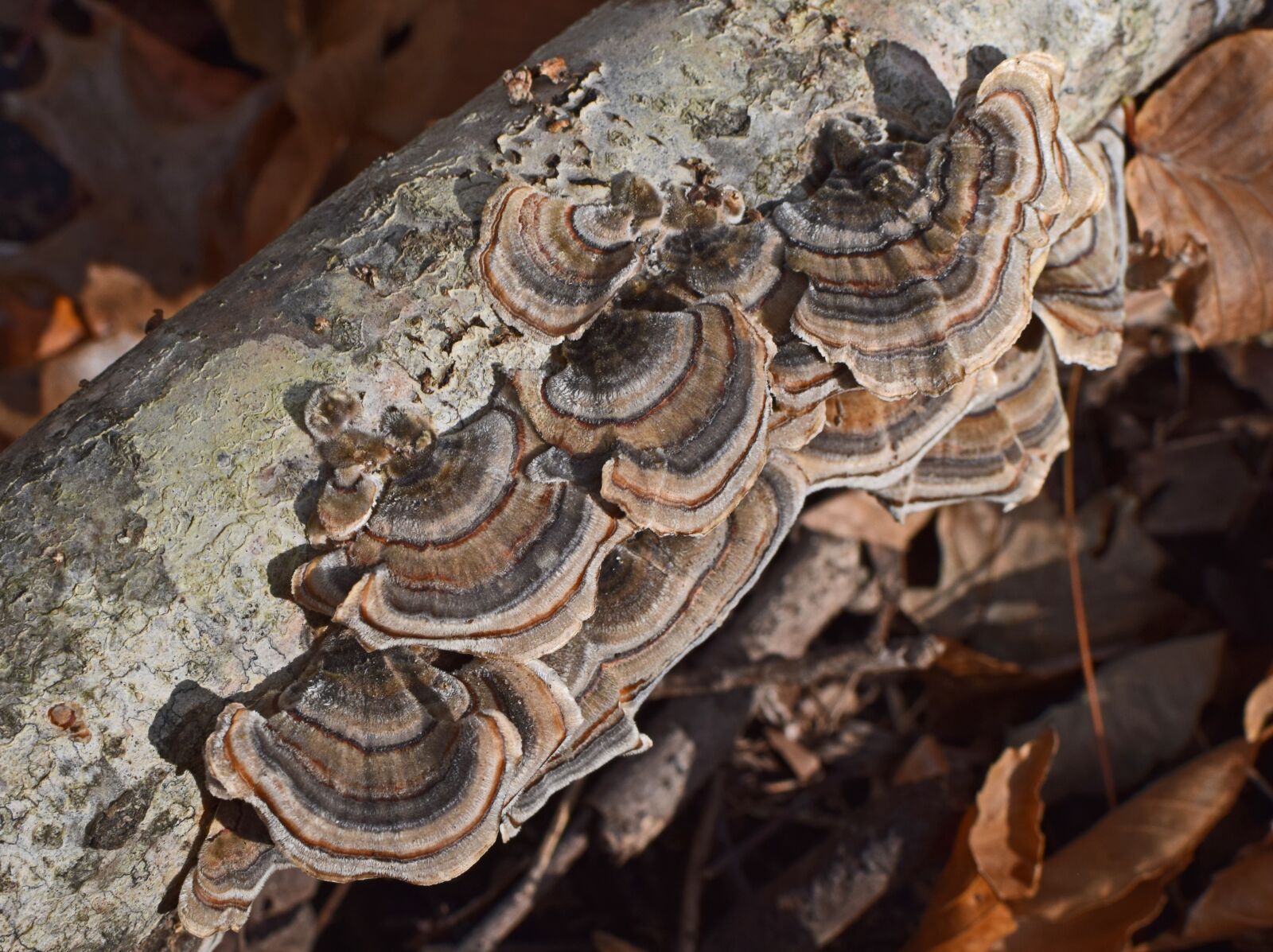 Nikon D3300 sample photo. Bracket fungi, mushroom, shelf photography