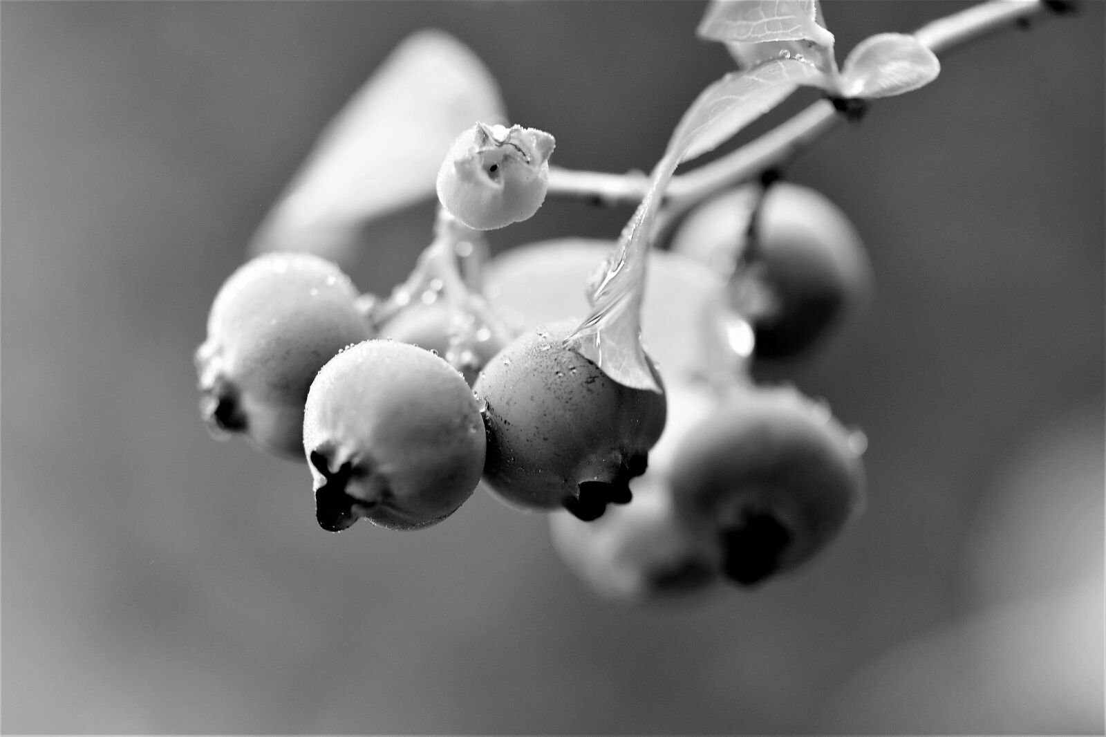 Nikon D5500 sample photo. Black and white, close photography