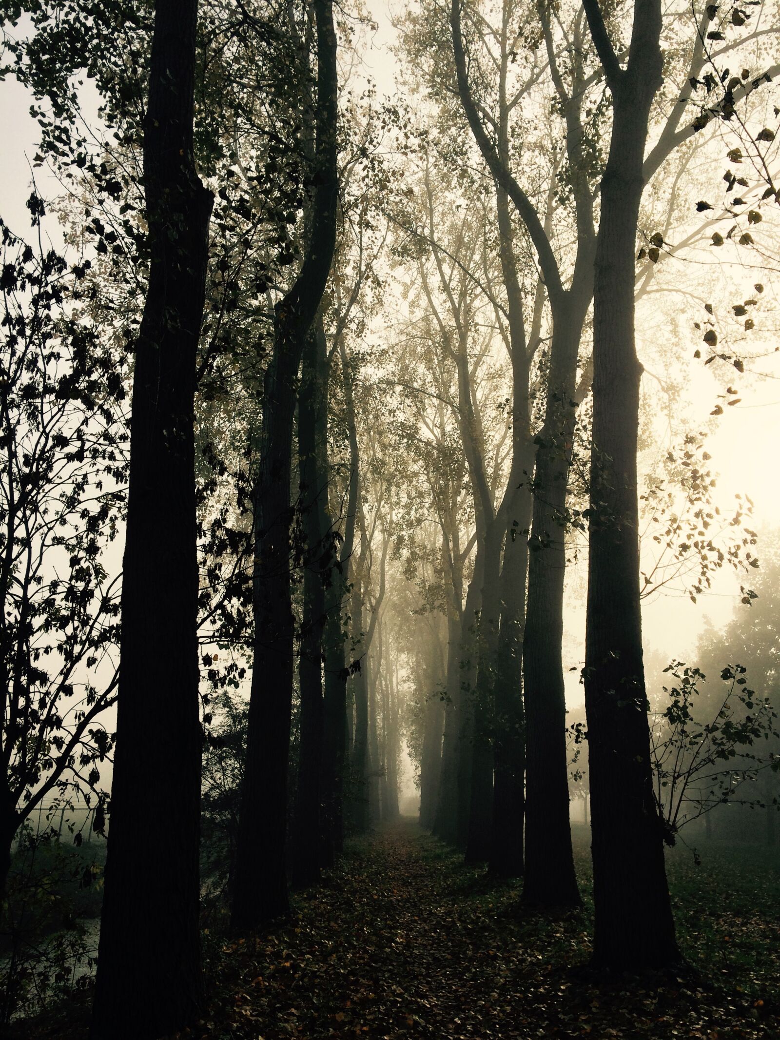 iPhone 5s back camera 4.15mm f/2.2 sample photo. Forest, fog, nature photography