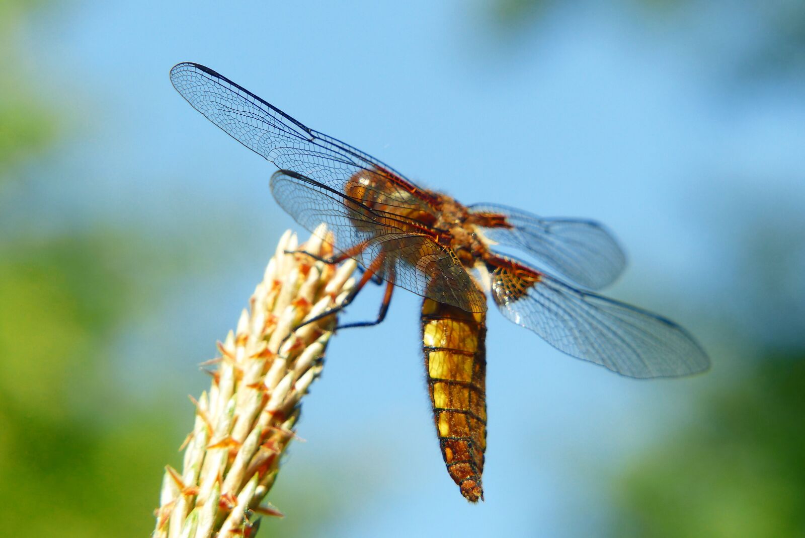 Panasonic Lumix DMC-FZ200 sample photo. Animals, invertebrates, insect photography