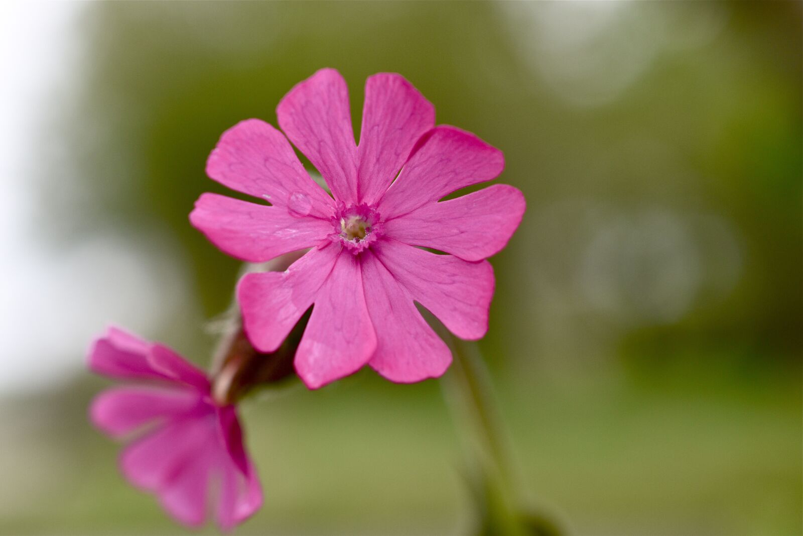 Nikon D5600 sample photo. Flower, pink, spring photography