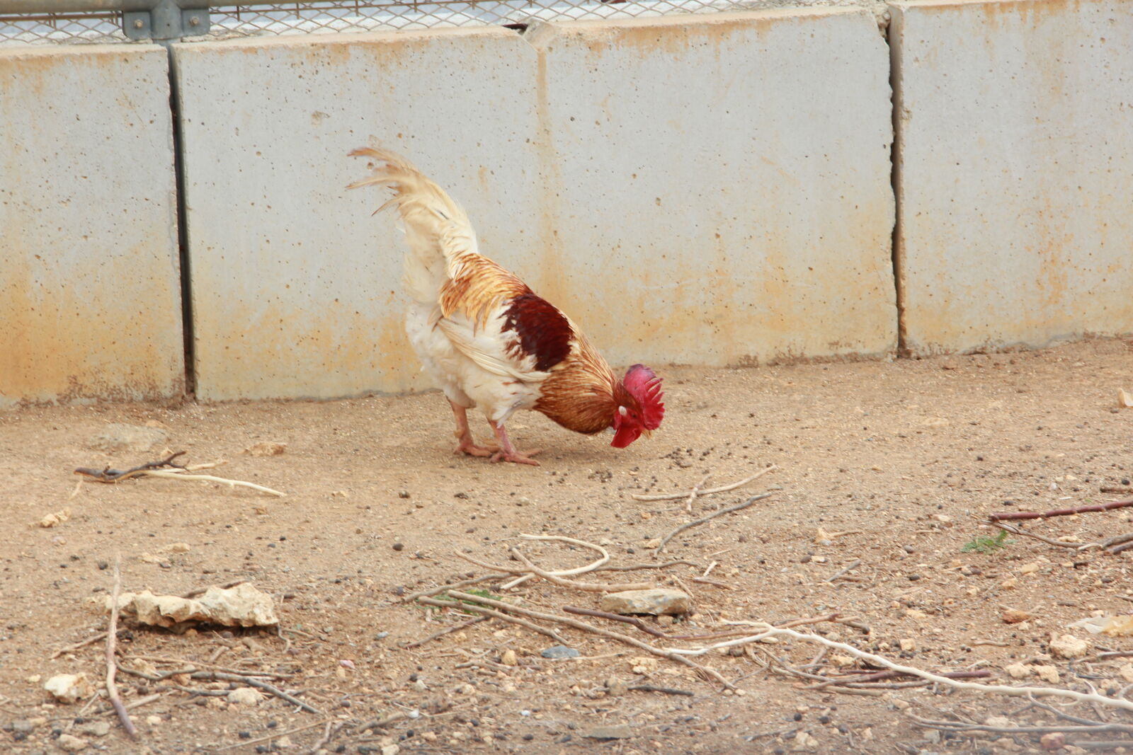 Canon EOS 600D (Rebel EOS T3i / EOS Kiss X5) sample photo. Chicken photography