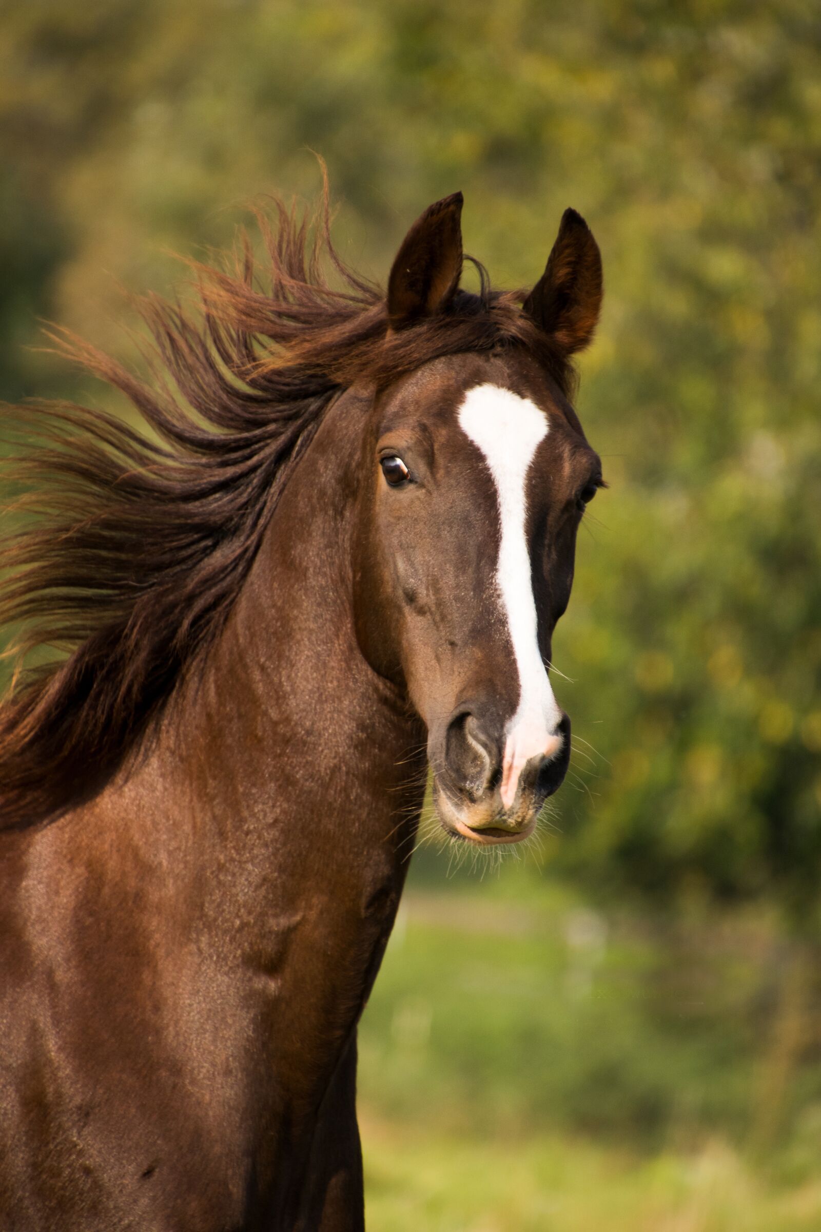 Nikon D3300 sample photo. American saddlebred, horse, portrait photography