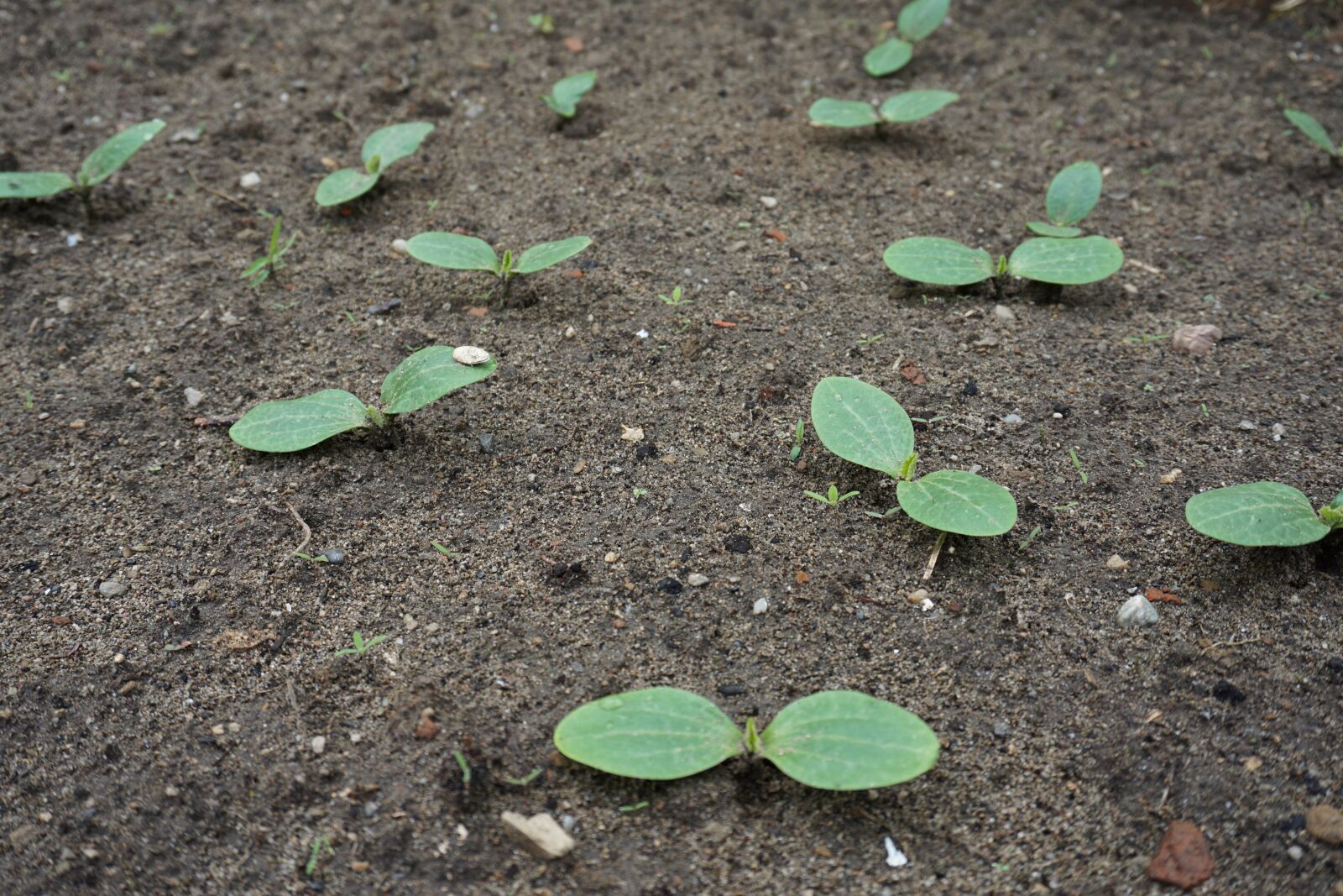 Sony a6000 sample photo. Courgette nano verde di photography