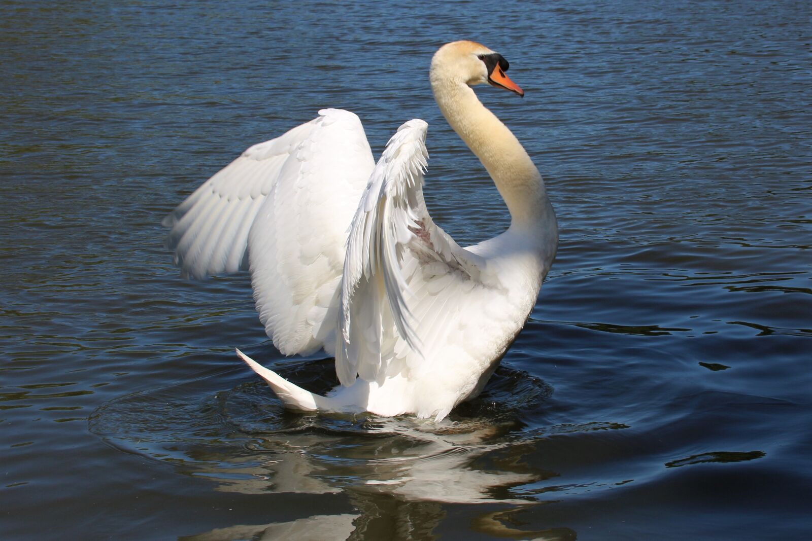 Canon EOS 700D (EOS Rebel T5i / EOS Kiss X7i) sample photo. Animal, swan, bird photography