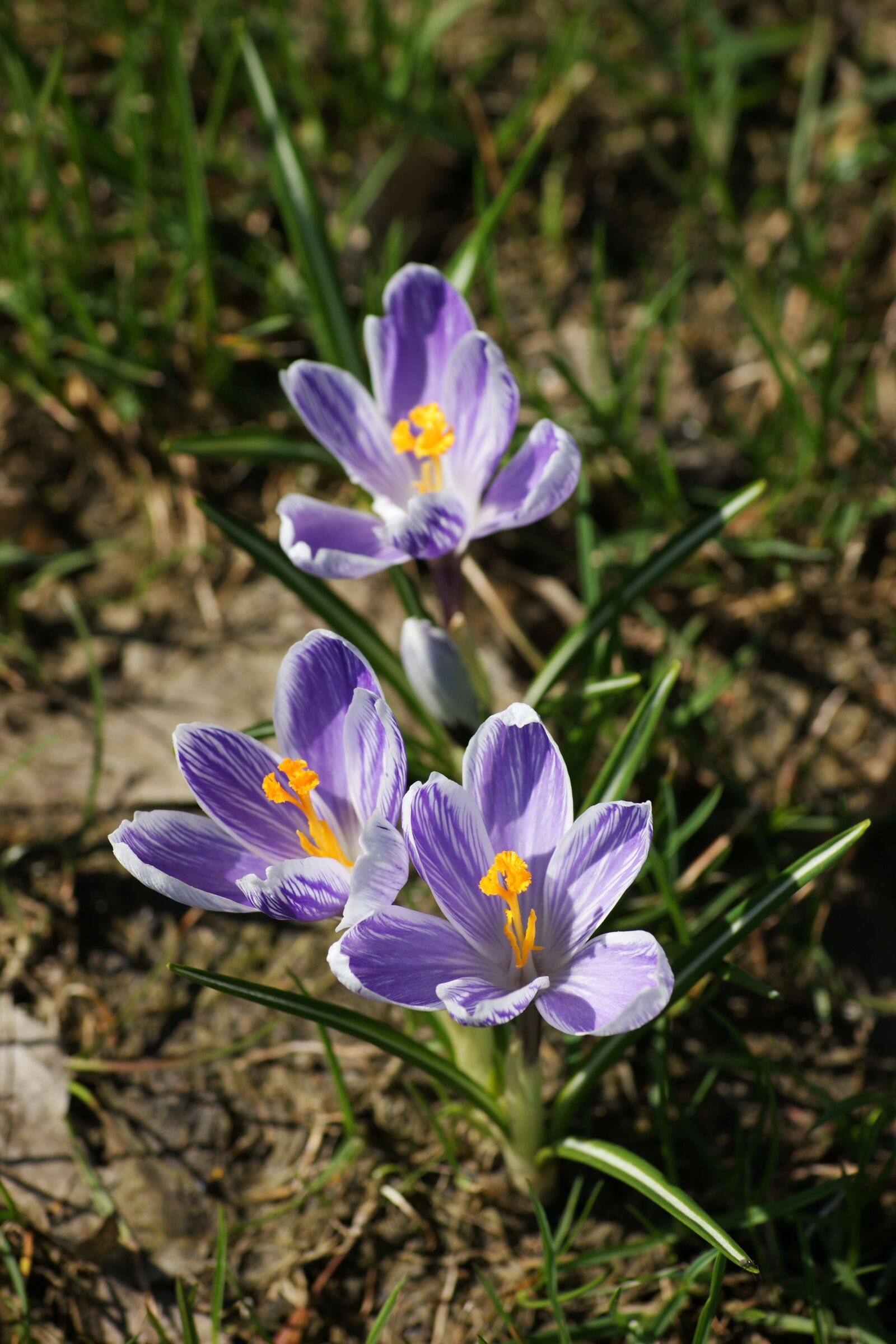 Sony Alpha DSLR-A350 sample photo. Crocus, purple, spring photography