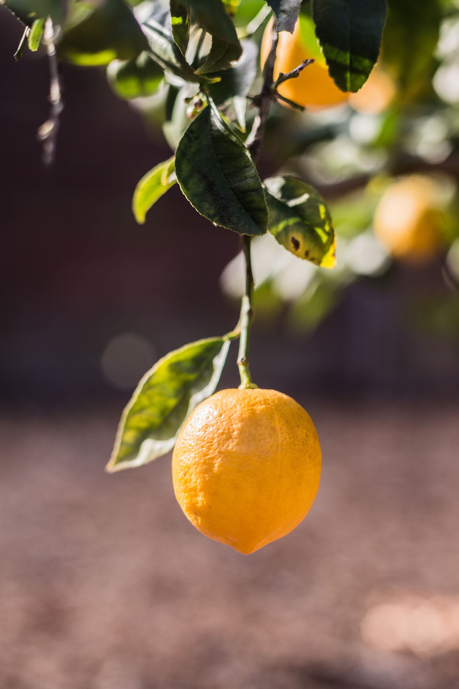 Canon EOS 6D + Canon EF 50mm F1.4 USM sample photo. Fruit photography