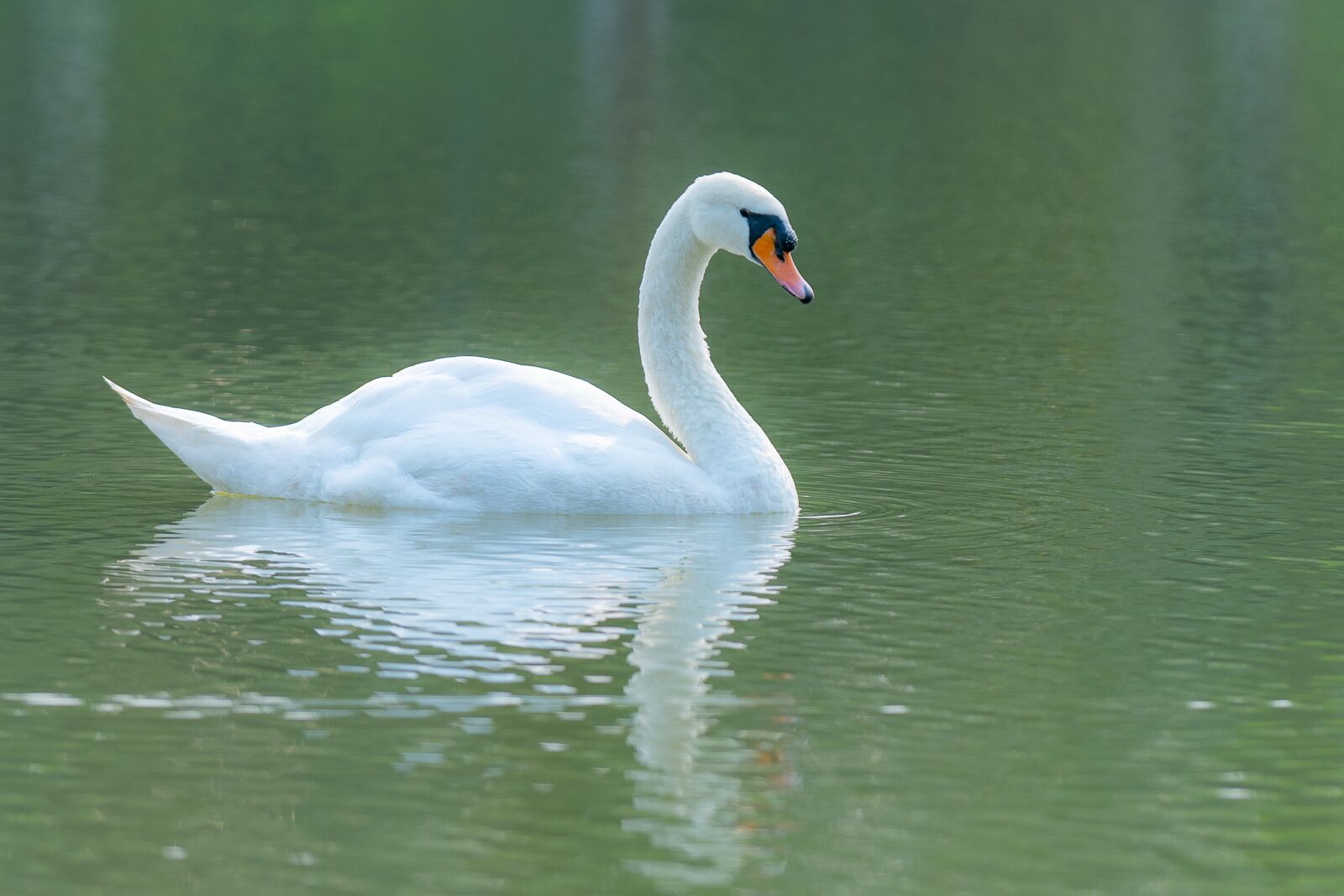 Nikon D810 sample photo. Swan, outdoor, water photography