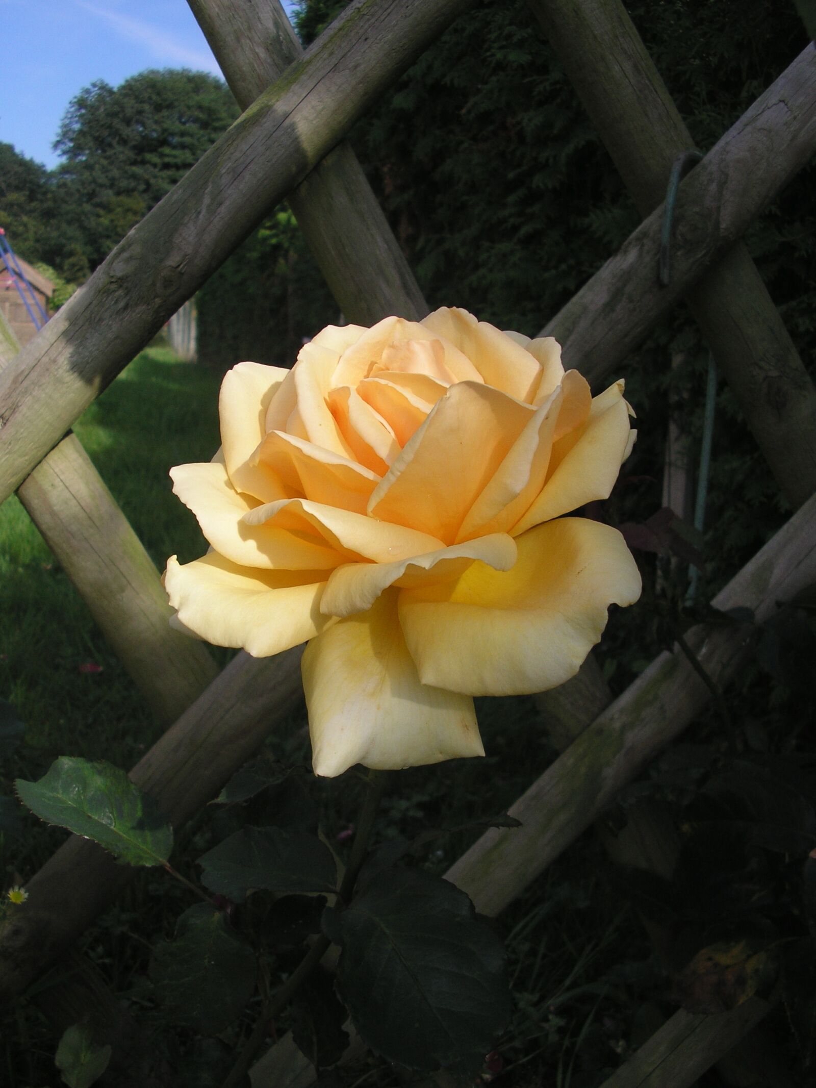 Olympus D555Z,C315Z sample photo. Flowers, roses, garden photography