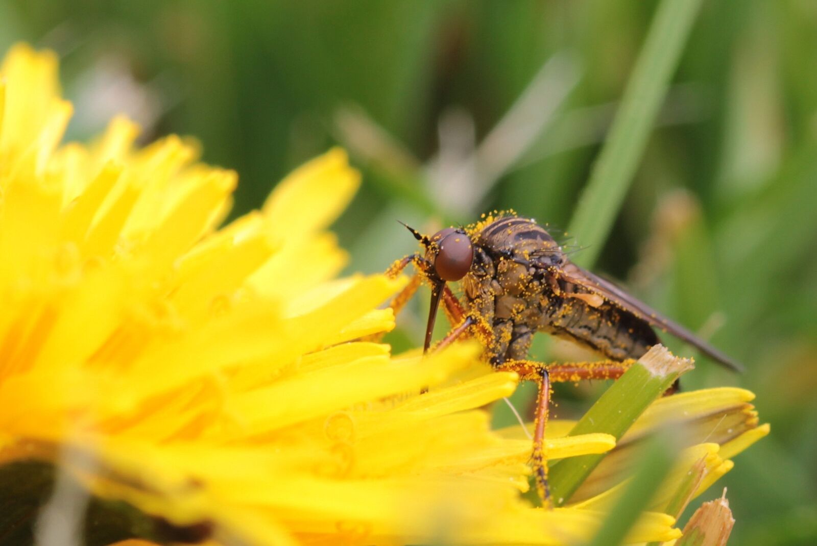Canon EOS 650D (EOS Rebel T4i / EOS Kiss X6i) sample photo. Fly, reddish brown dance photography