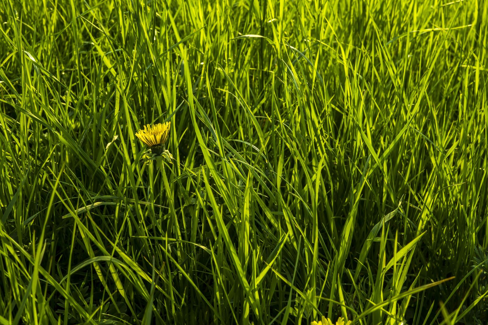 Sony a6300 + Sigma 30mm F2.8 EX DN sample photo. Dandelion, grass, meadow photography
