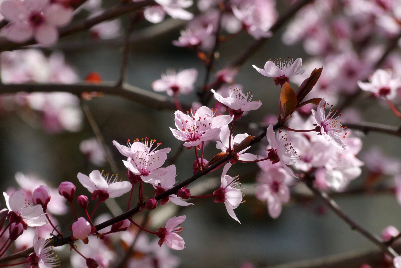Panasonic Lumix DMC-FZ300 sample photo. Spring, flowers, flowering photography