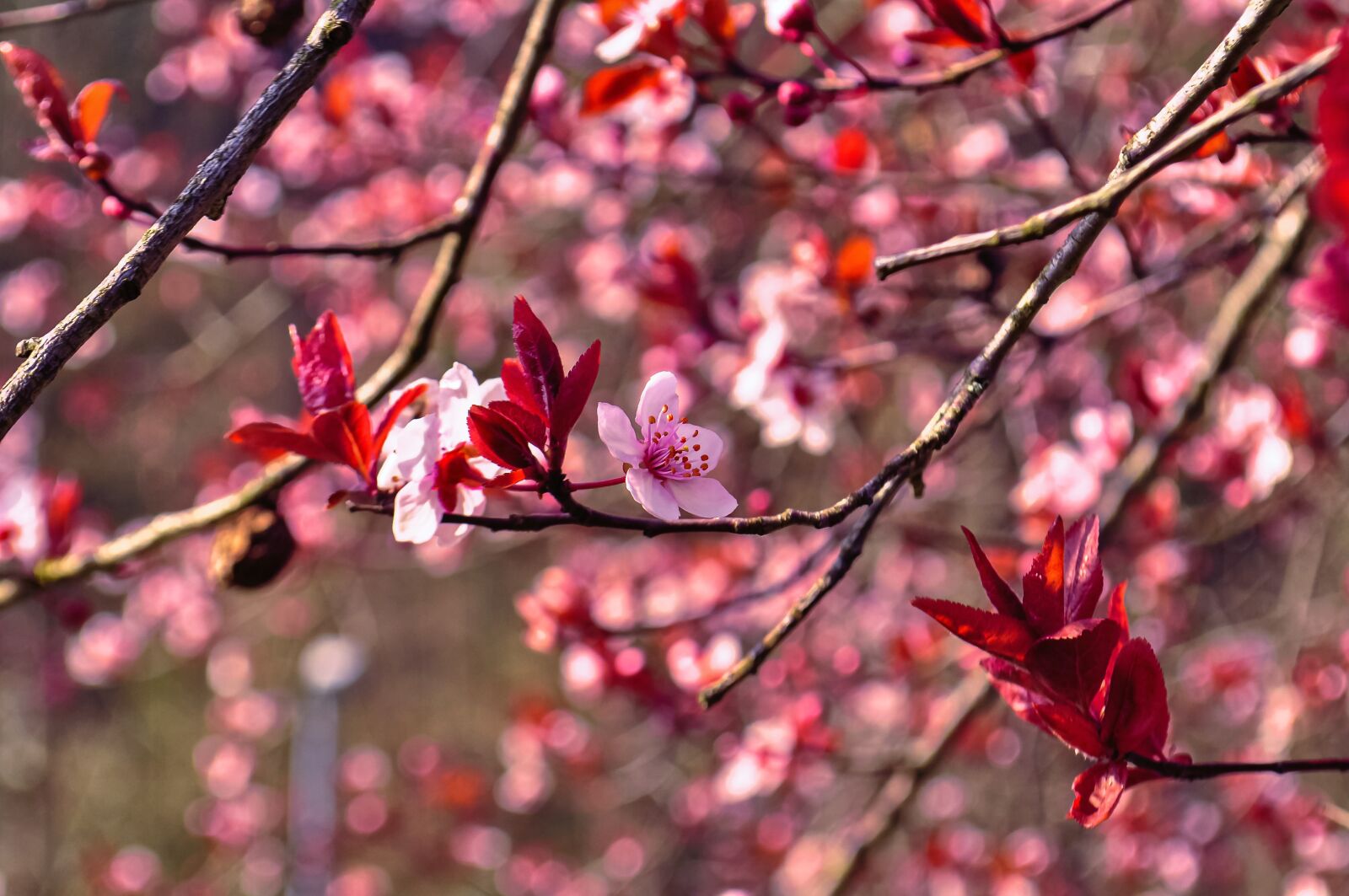 Nikon D90 sample photo. Flowering time, pink, flower photography