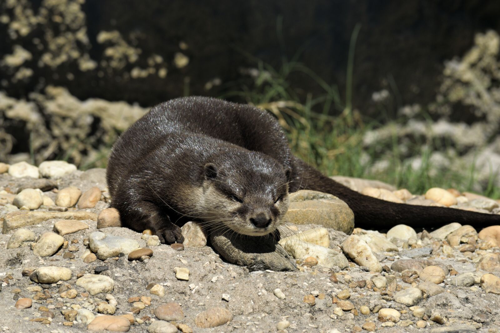 Nikon D3300 sample photo. Sea otter, mammal, wildlife photography